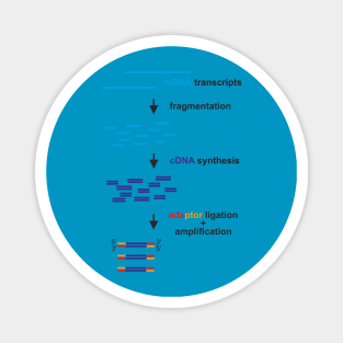 cDNA library Magnet